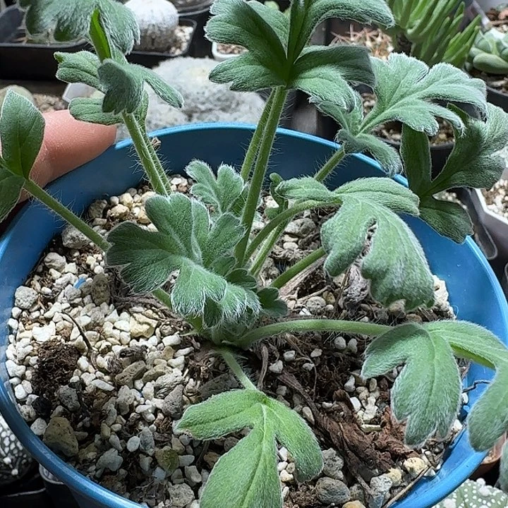 484红花洋葵带盆发货