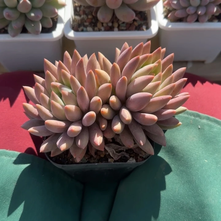 红蜻蜓老桩多肉五十包邮