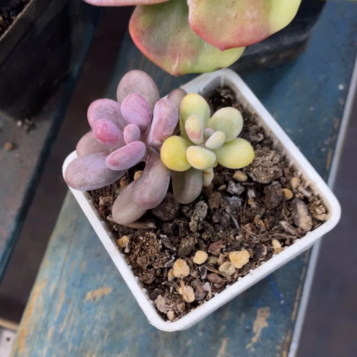 秋可园艺 桃蛋锦小群