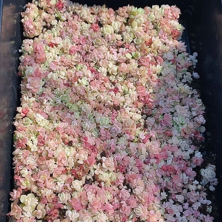 128 多肉植物盆栽花卉植物