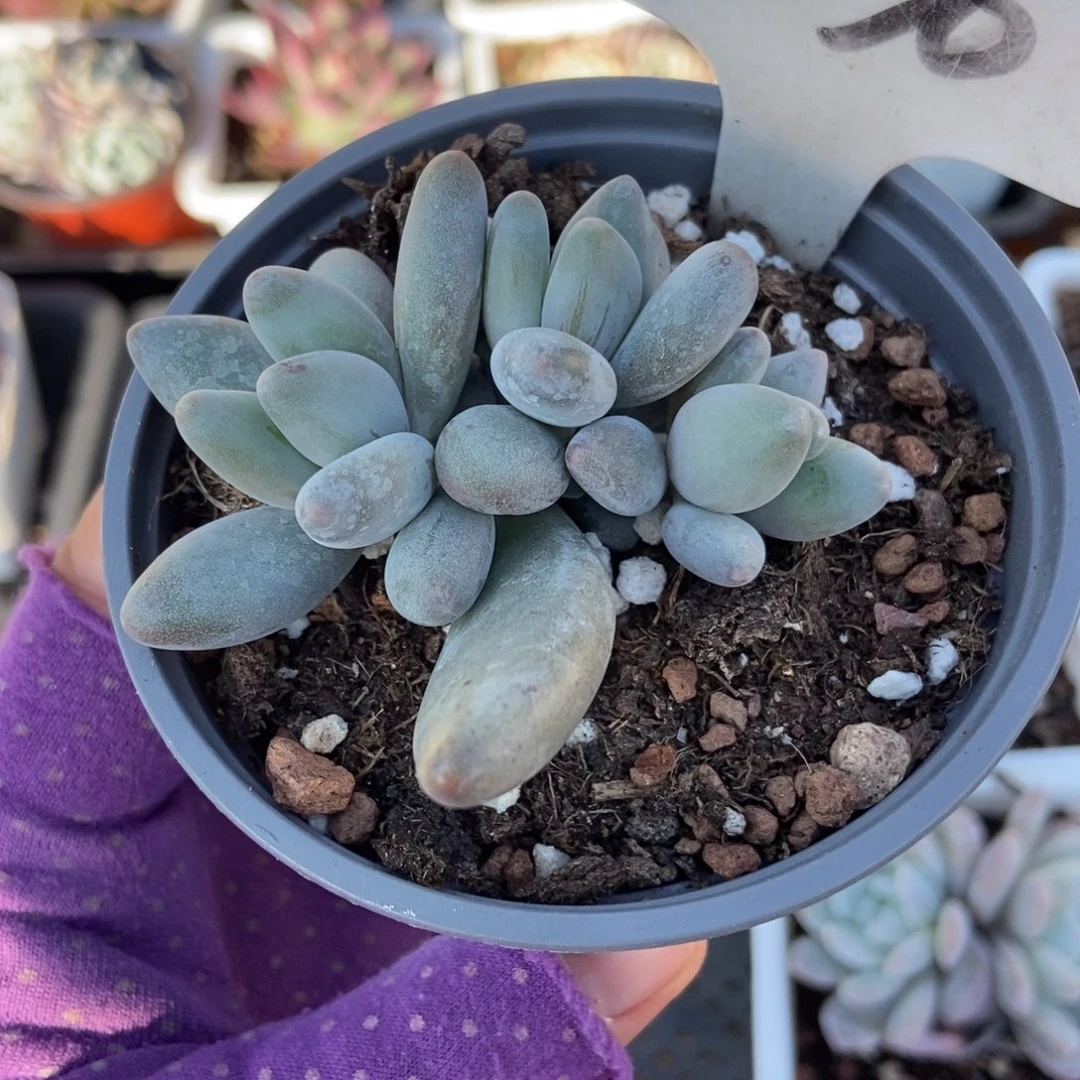 1036白兰地多肉植物