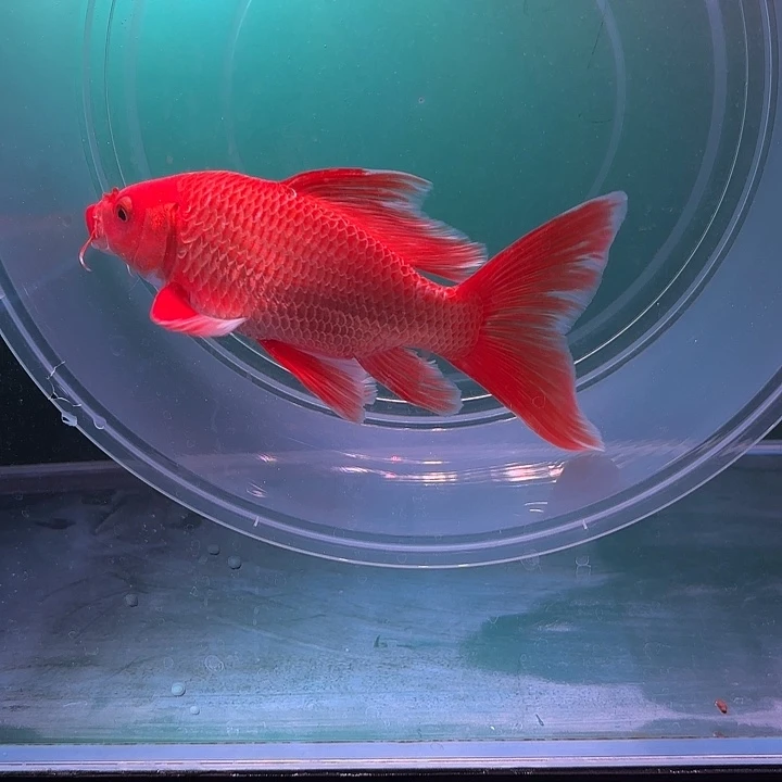 海水鱼42号蝴蝶鲤 臀鳍瑕疵