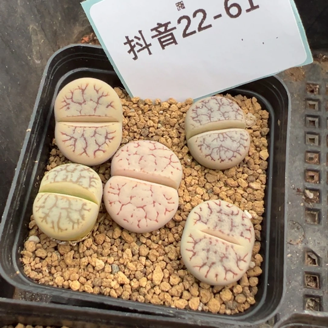 22-61荒玉多肉植物，