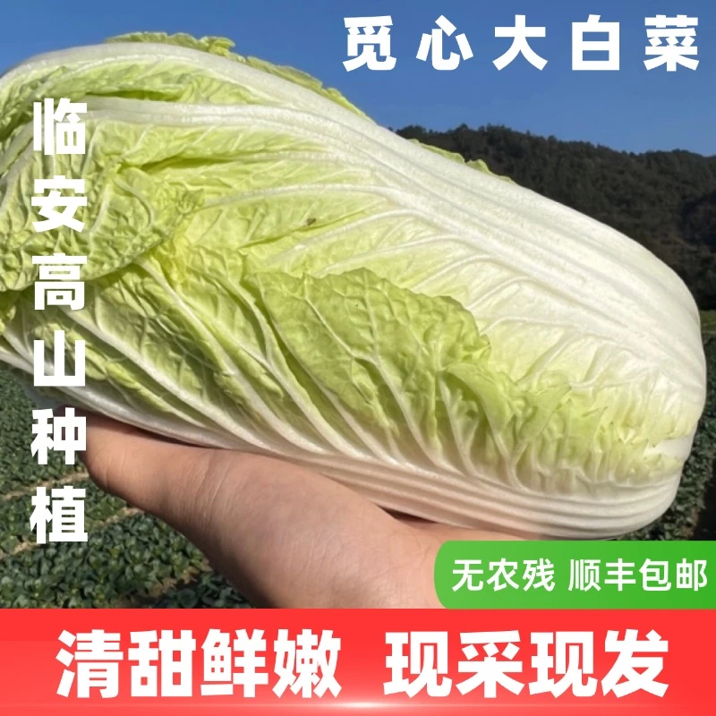 【觅心农场】生态自然放心蔬菜大白菜