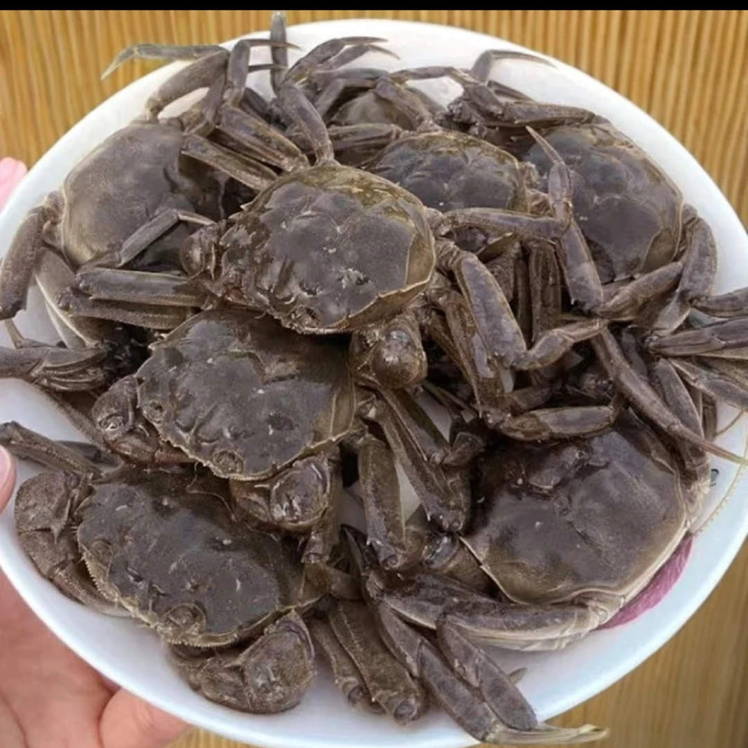 【活蟹】盘锦河蟹硬壳成蟹均（1.5-1.8两）母蟹3斤约18只左右不肥包赔