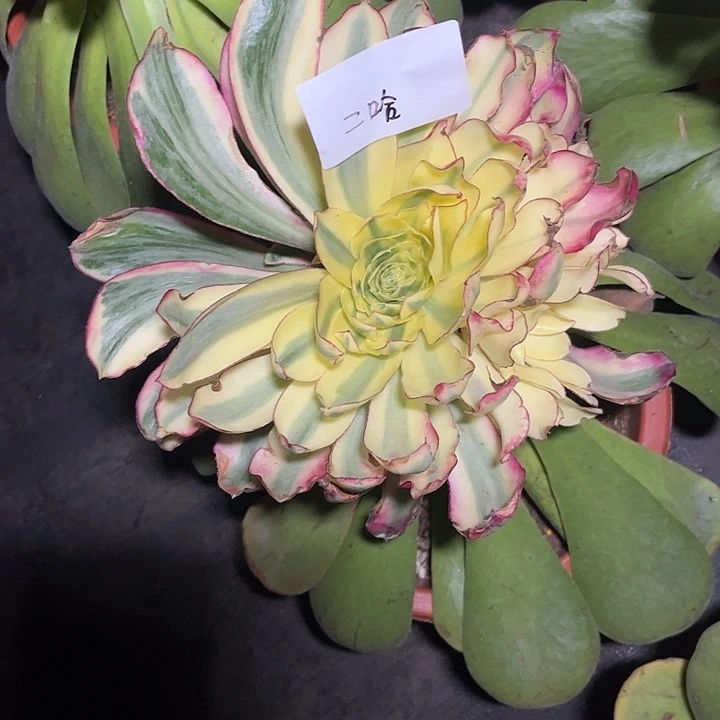 二***哈阿菠萝多肉植物二哈寄养