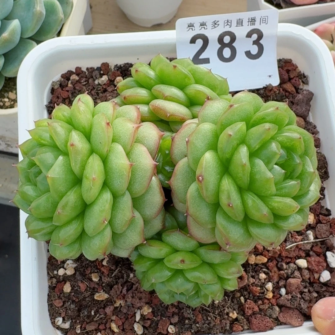 灯泡珍妮群生      愿你一路坦途，乘风破浪展宏图