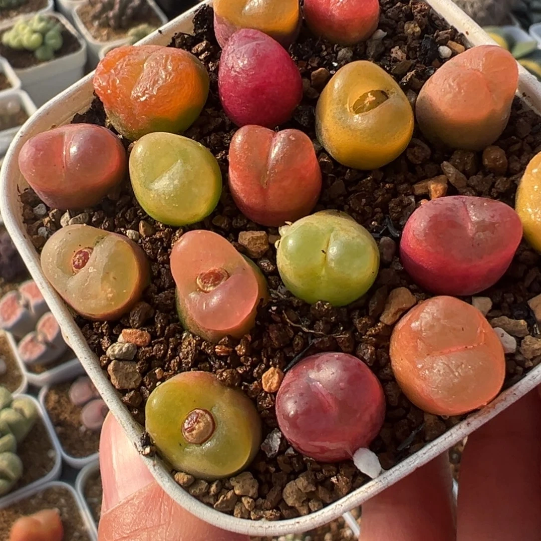 17棵彩虹毛组合带盆