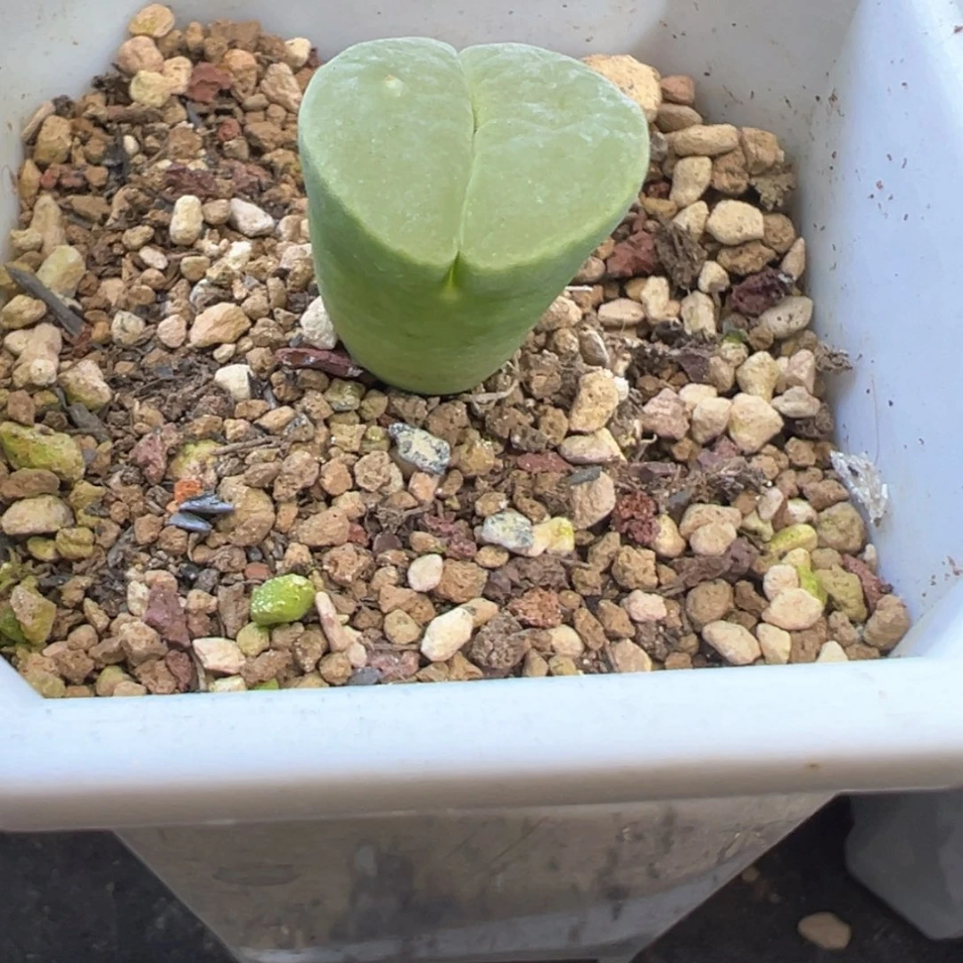 ?**单专拍专拍 肉锥植物