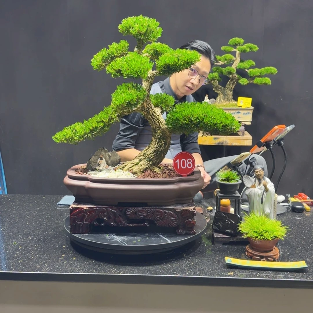 无花朵黄杨室内室外盆景艺术