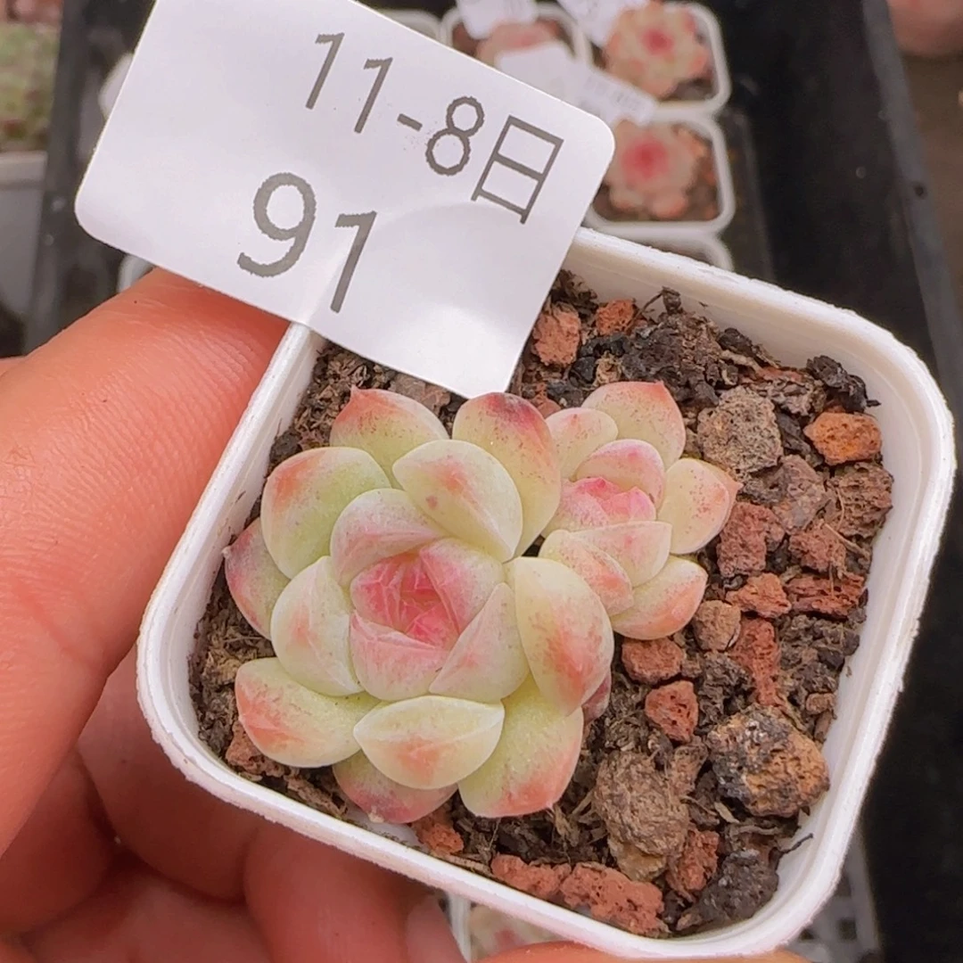 糖心白桃汽水双头一颗