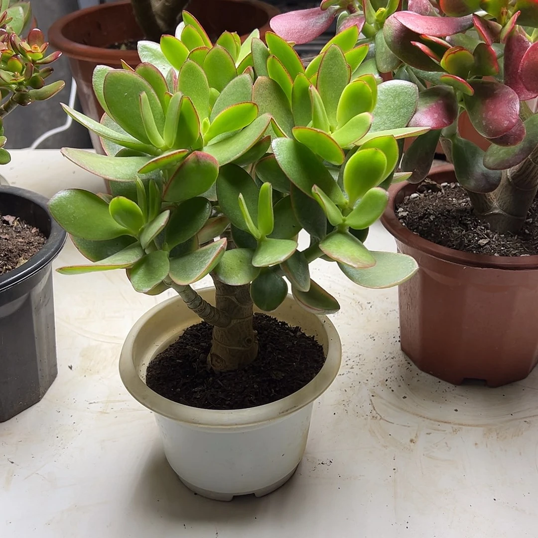4年玉树锦带盆土发货