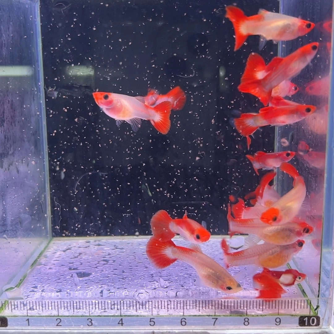 羊***阳孔雀鱼红头玻璃猫10对