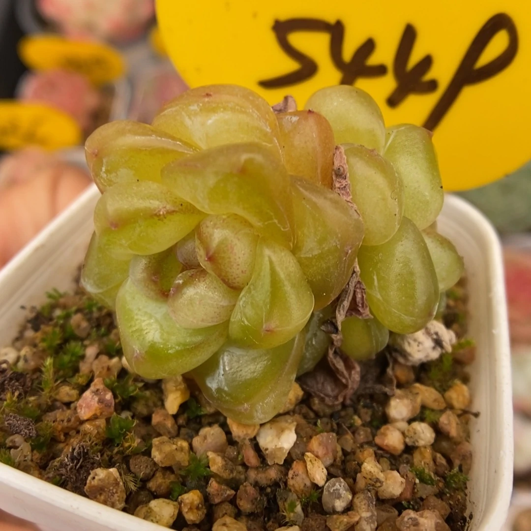 金雀珍妮群生可拍5449号