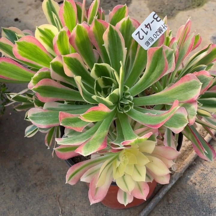 412白风多肉1，113445789