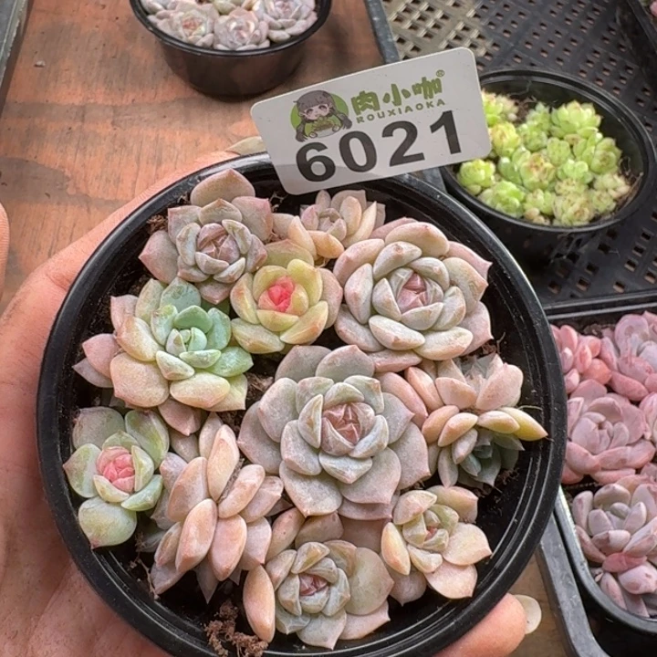 多肉植物多肉植物