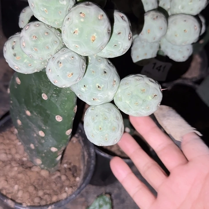 落***尘特价白皮习志野群生