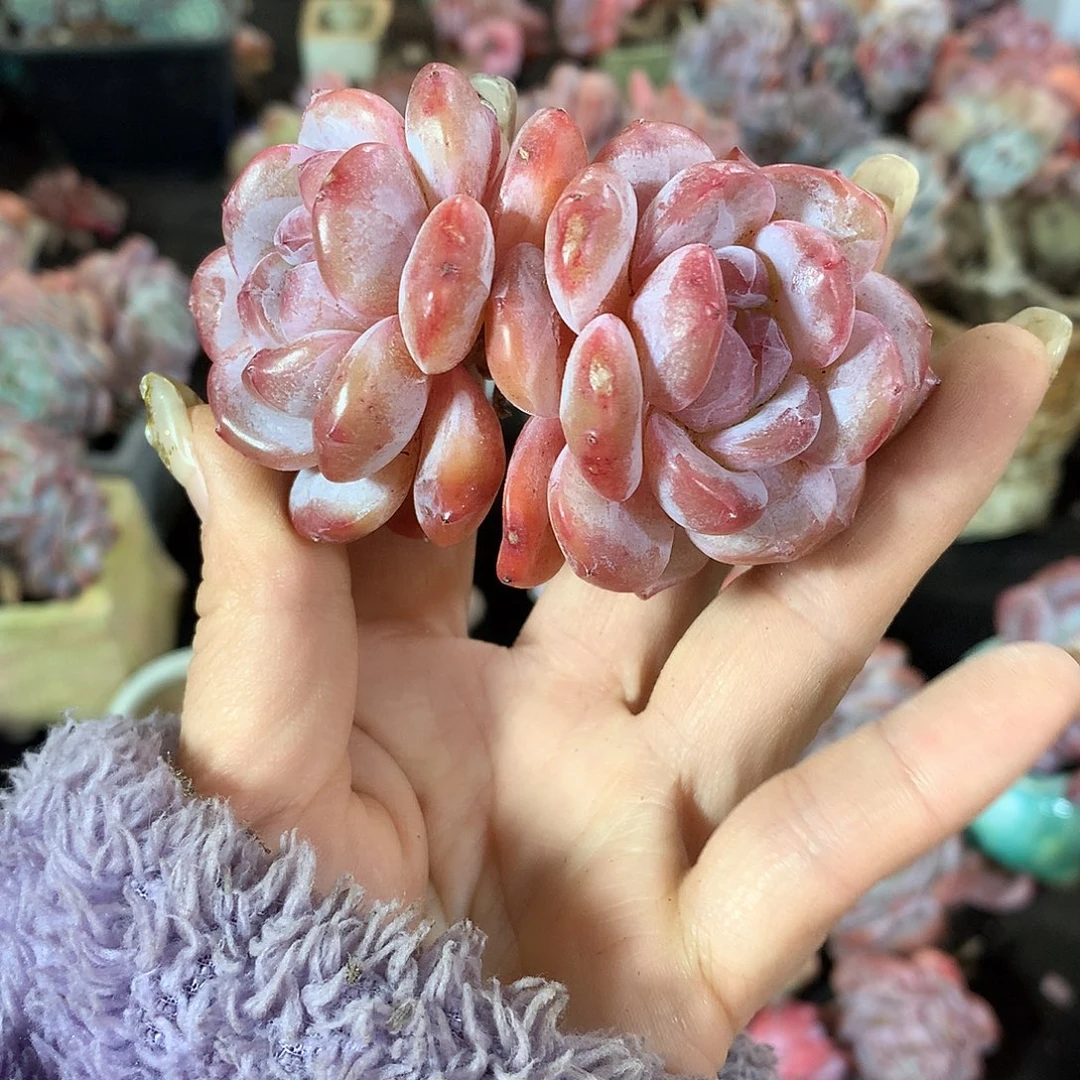 哈哈哈哈哈哈哈石榴籽