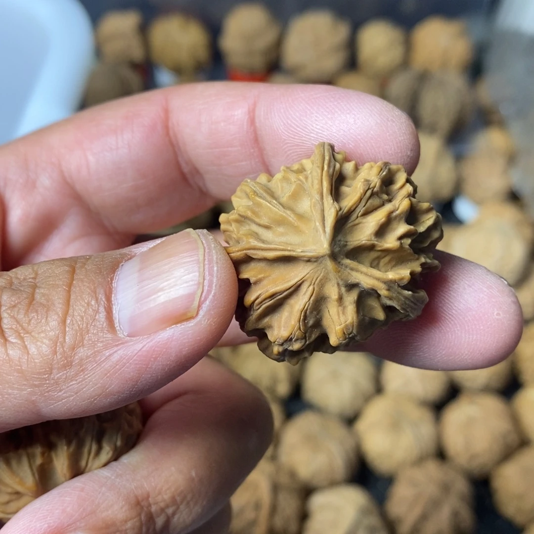 强***哥大叶紫檀（黑酸枝木类）