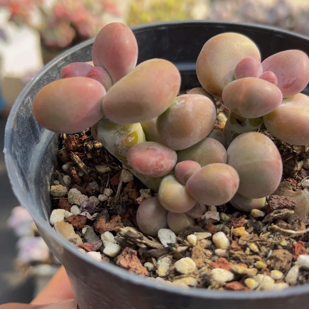 750/6cm芒果kk奶多肉