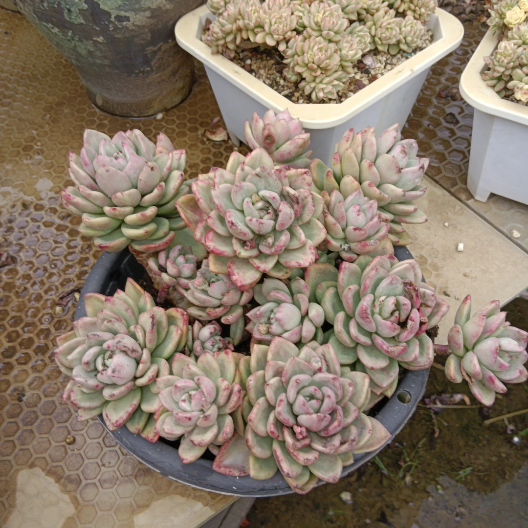 多肉植物奶油鳄梨