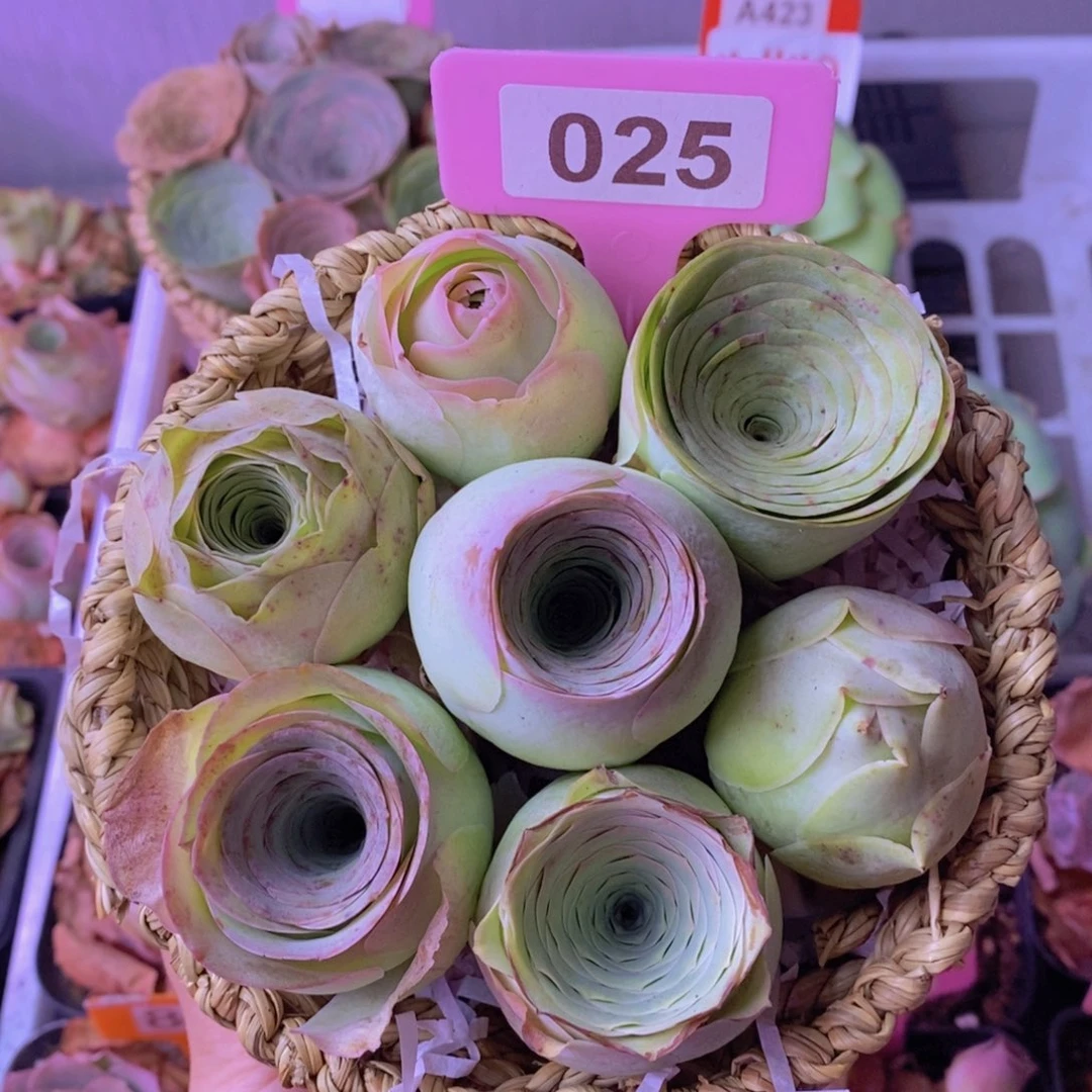 山地玫瑰一物一拍025