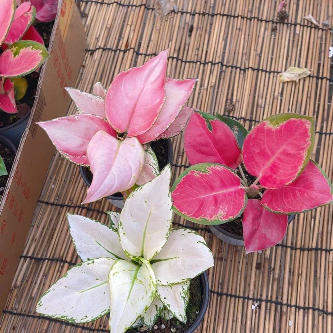 完全开放白如意，吉利红，中国红