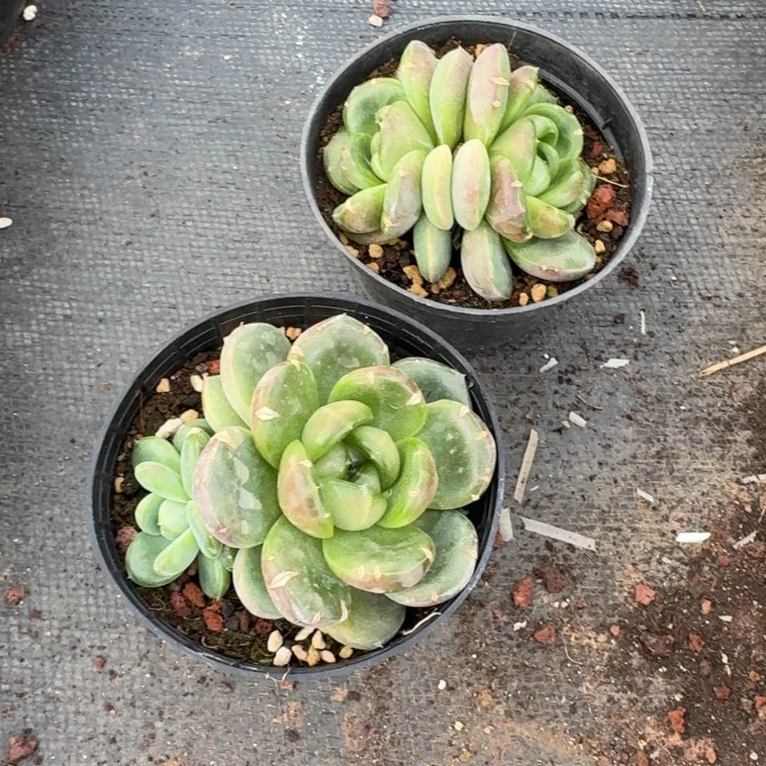 27-19皮艾拉珍妮两颗量拍群