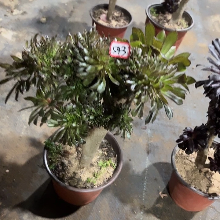 s***y灰缀543多肉植物法师