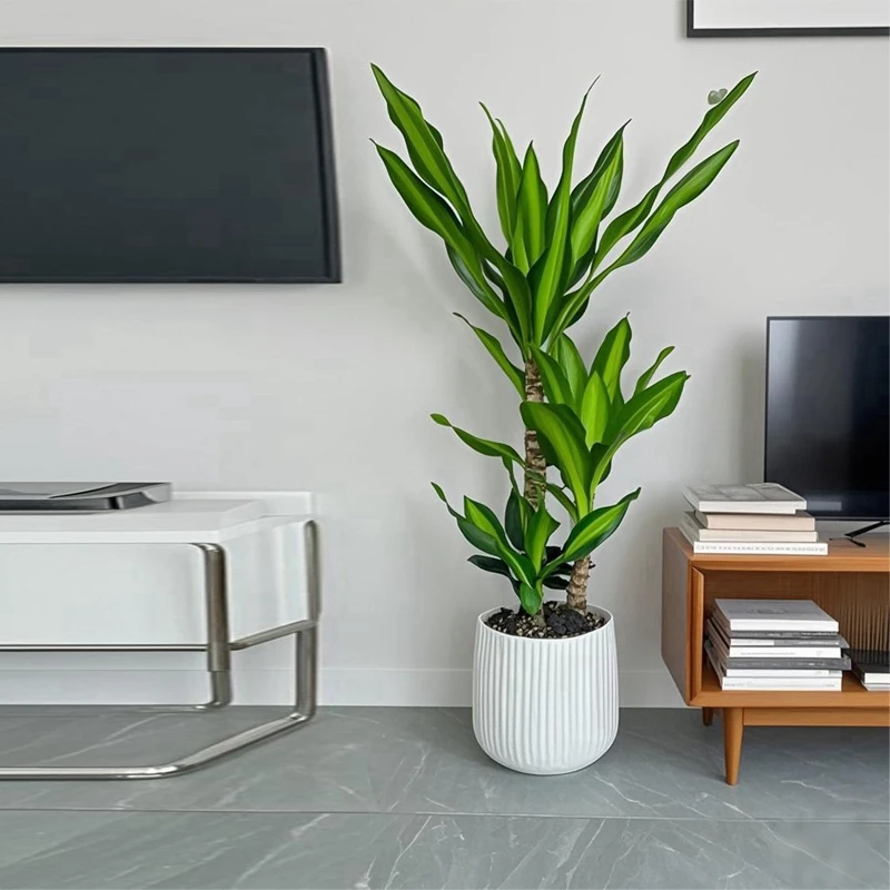 荷花铁绿植室内盆栽大型植物网红办公室客厅老桩好养活四季