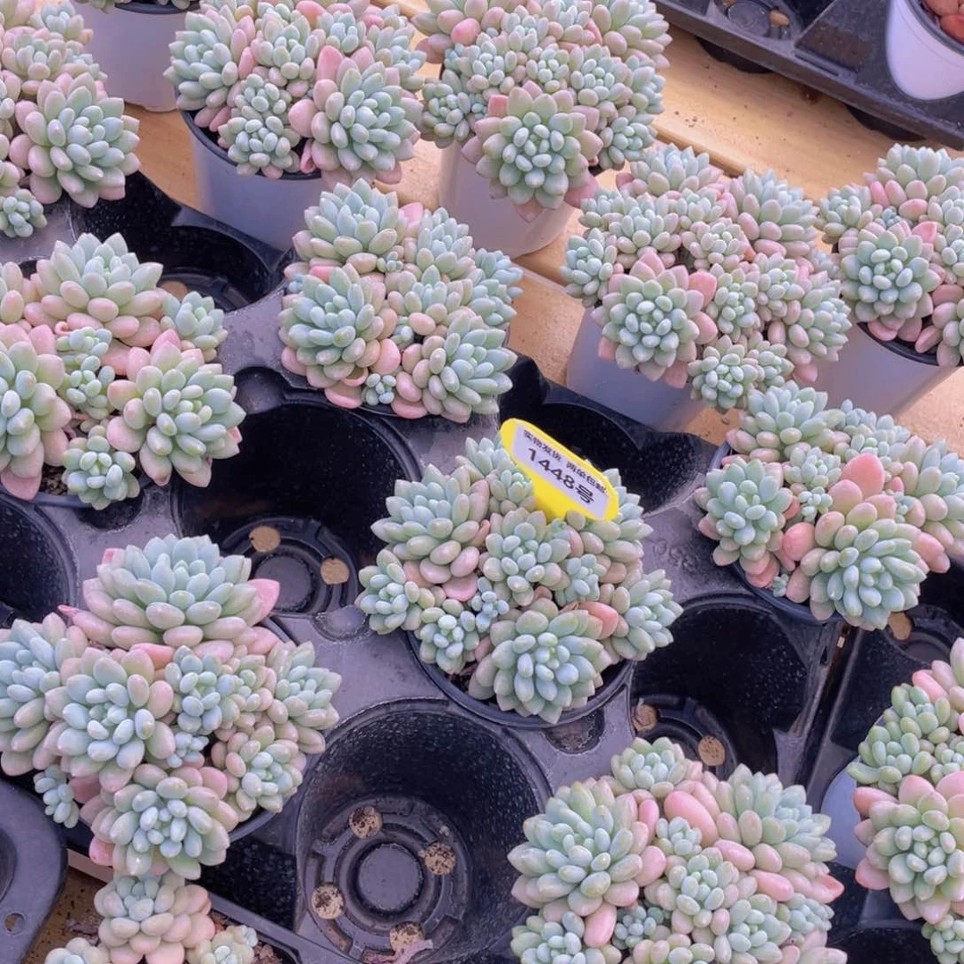 1448号 鱼子酱多头手捧大群生一个