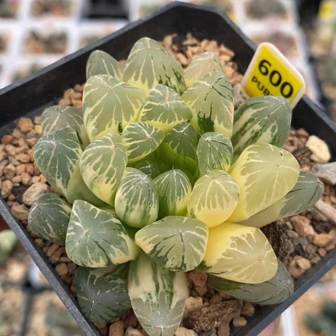 600玉露十二卷多肉植物