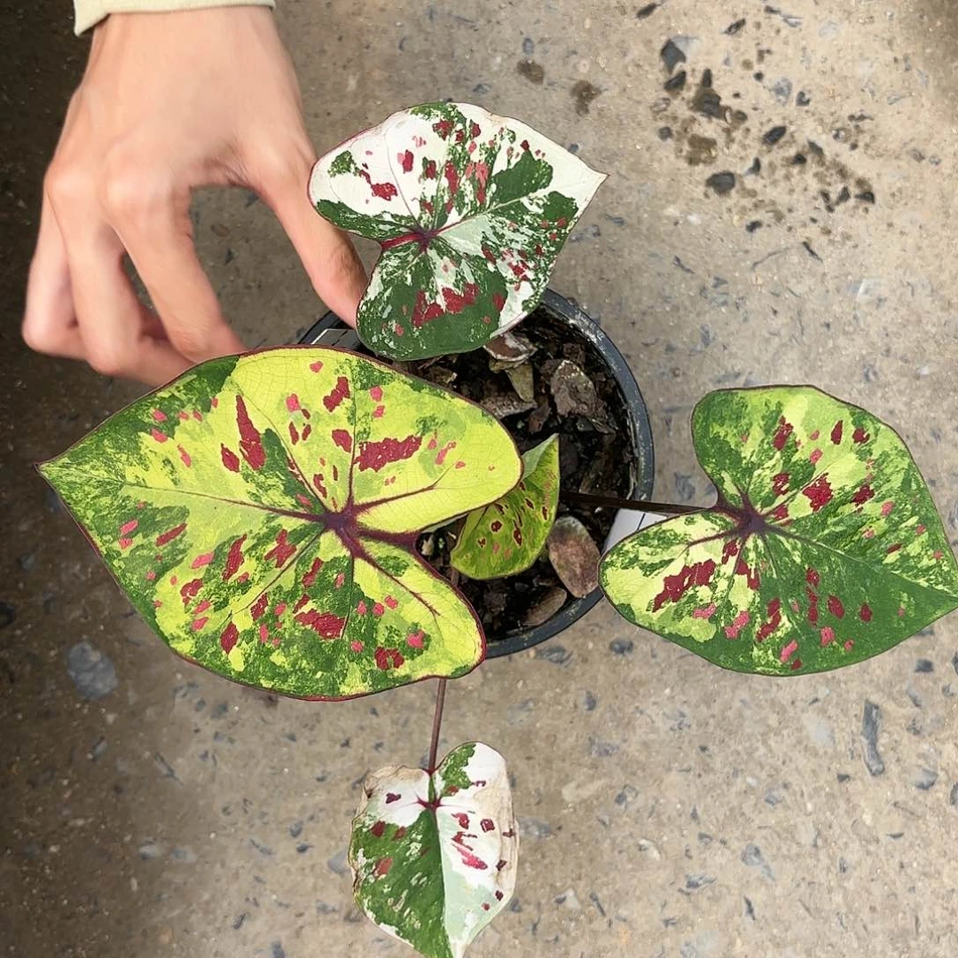 804-0116钻石梦彩叶芋泰国发货