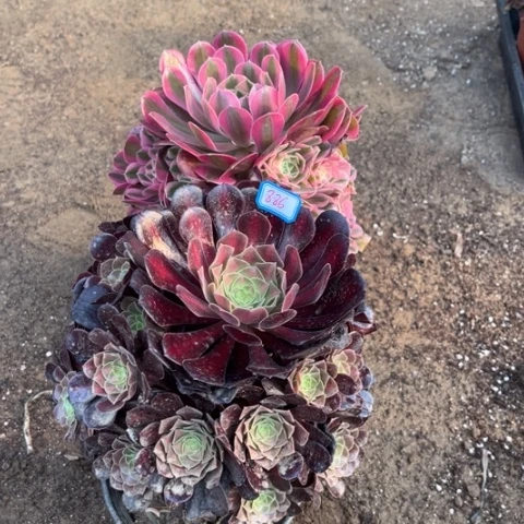 886多肉植物组合