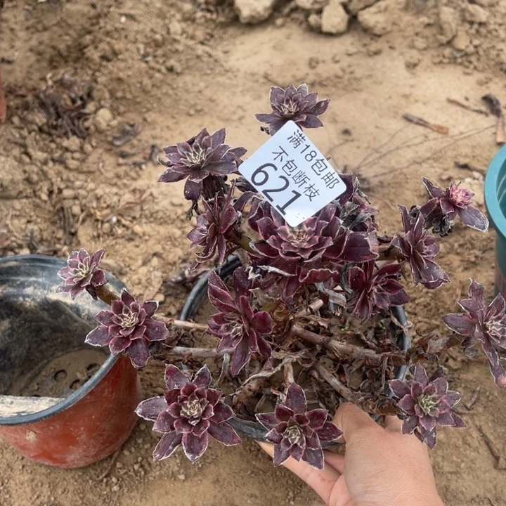 621紫霞手捧2号棚