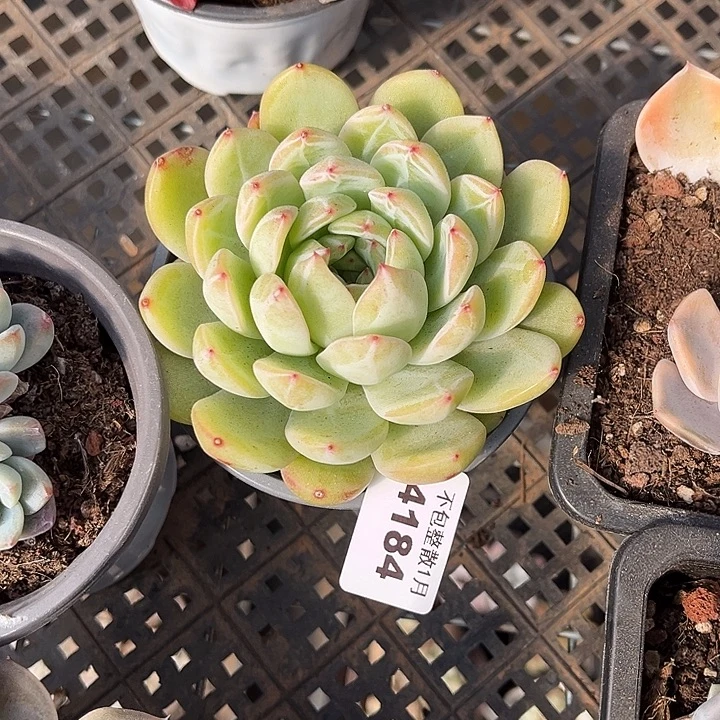 阿雅园艺。       4184雪花
