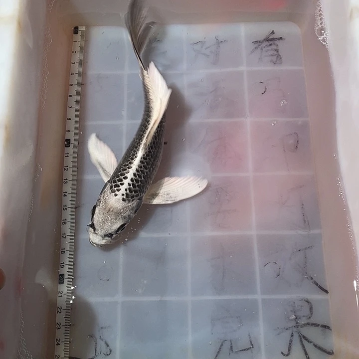 蝴蝶鲤鱼渔场直发99