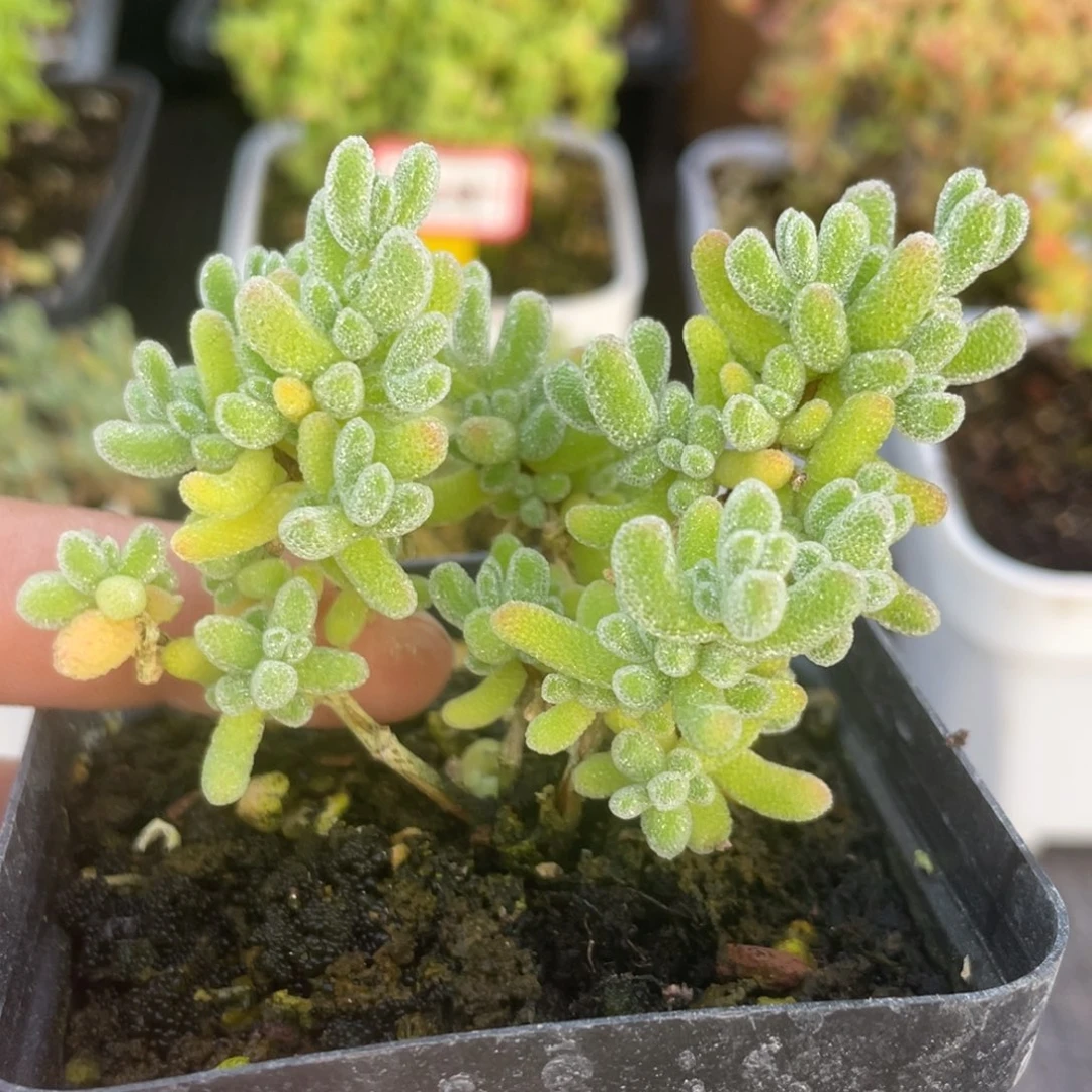 杂钻。