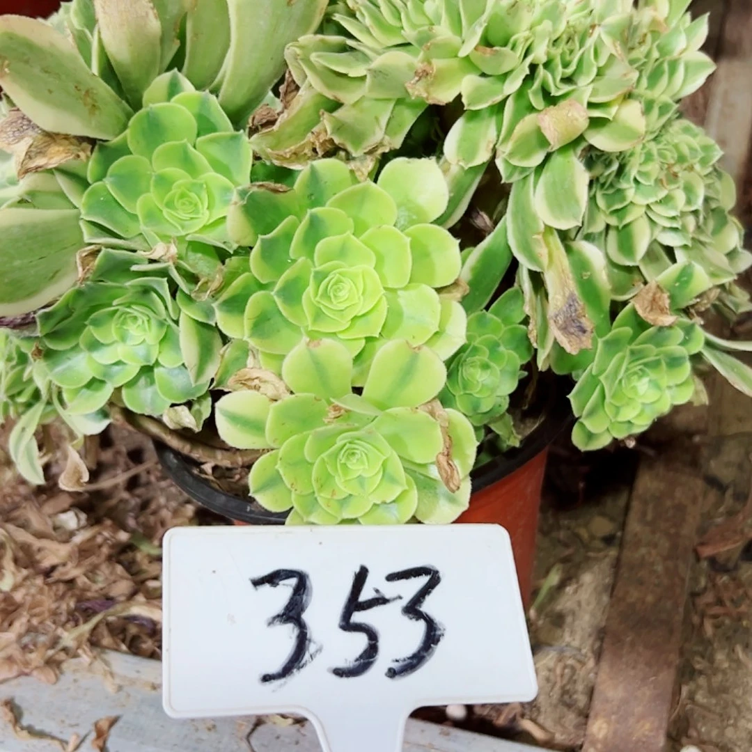 多肉植物绿豆沙缀花