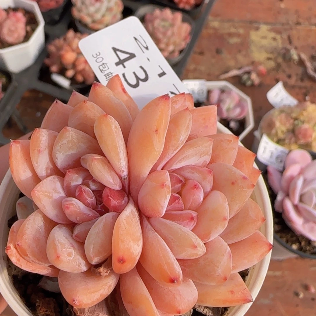 星影双头一颗脱土发货