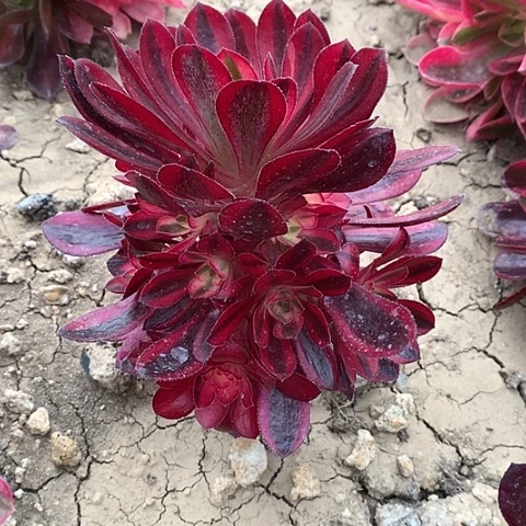 灿**星661香奈多肉植物