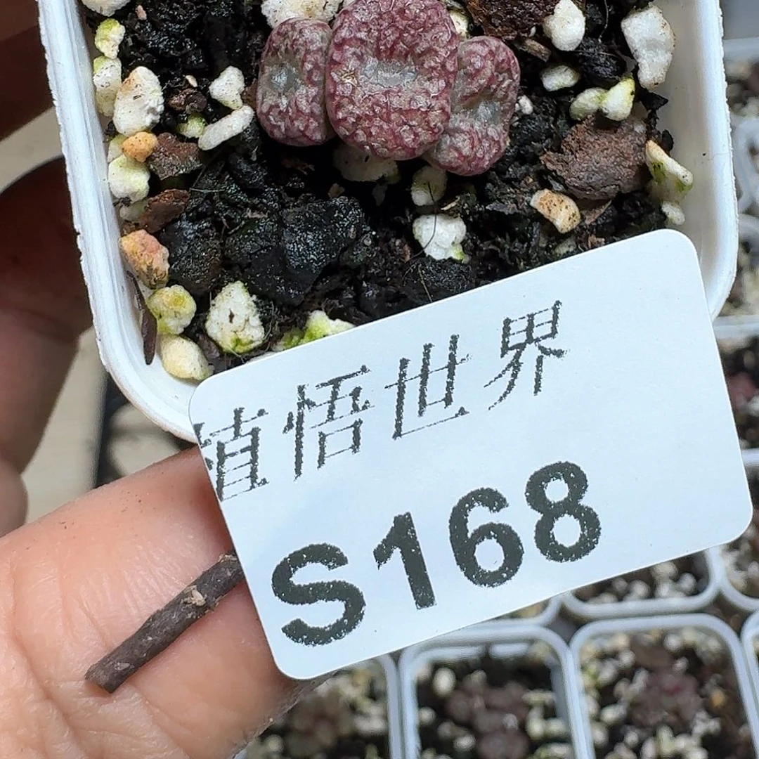 P***A168号多肉植物哇f vv