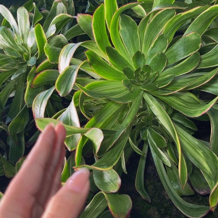 紫艳多肉植物捧花的时候