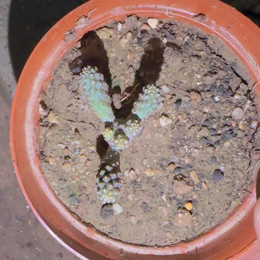 K***n块根植物块根植物块根