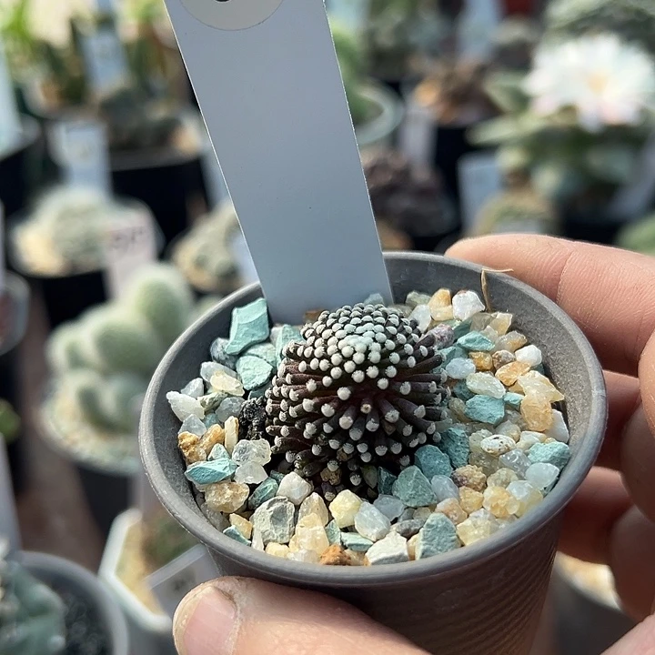 63号松针牡丹一颗