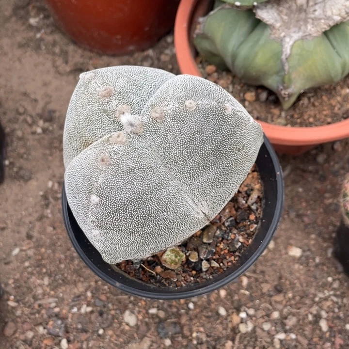 Y*实生三角恋凤玉