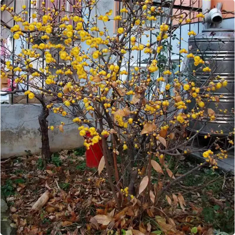 正宗腊梅花树苗庭院地栽耐寒冬季花卉植物阳台浓香型高杆素心蜡梅