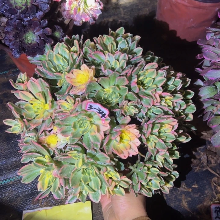 甜茶多肉植物3-34