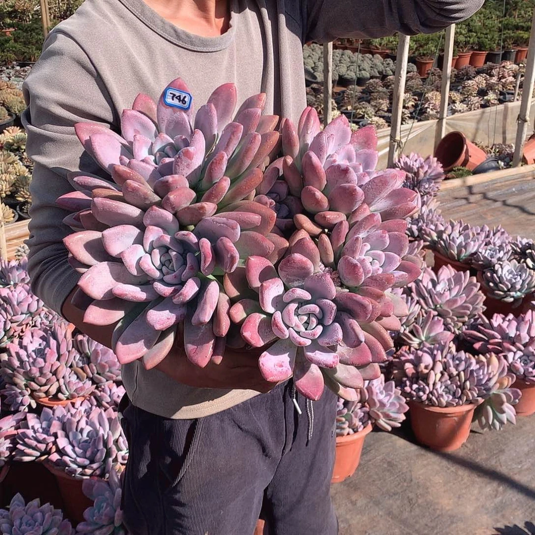 746 奥普 一物一拍