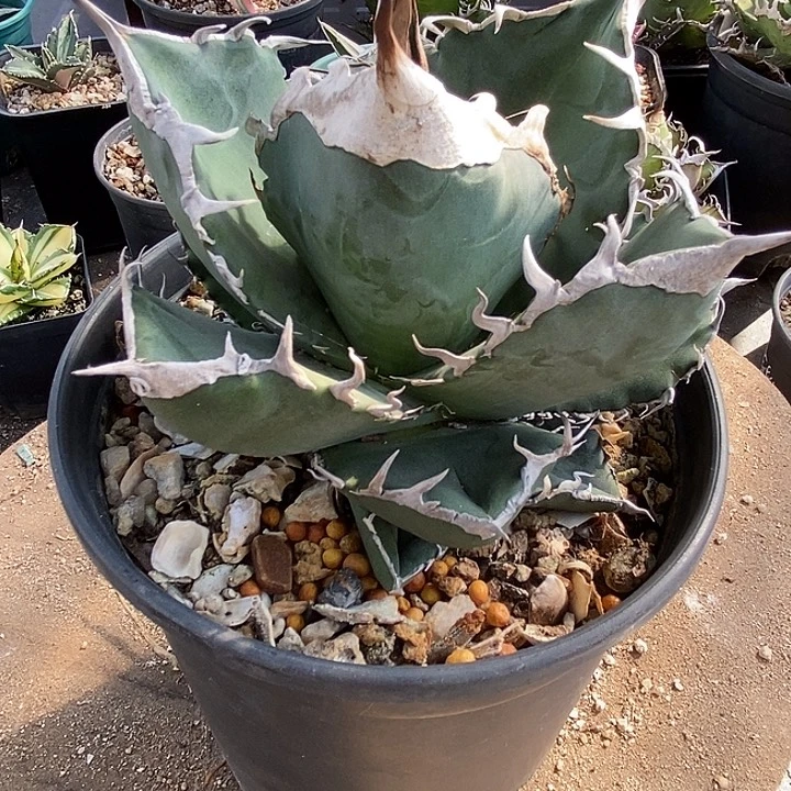 大甲盖立可白。